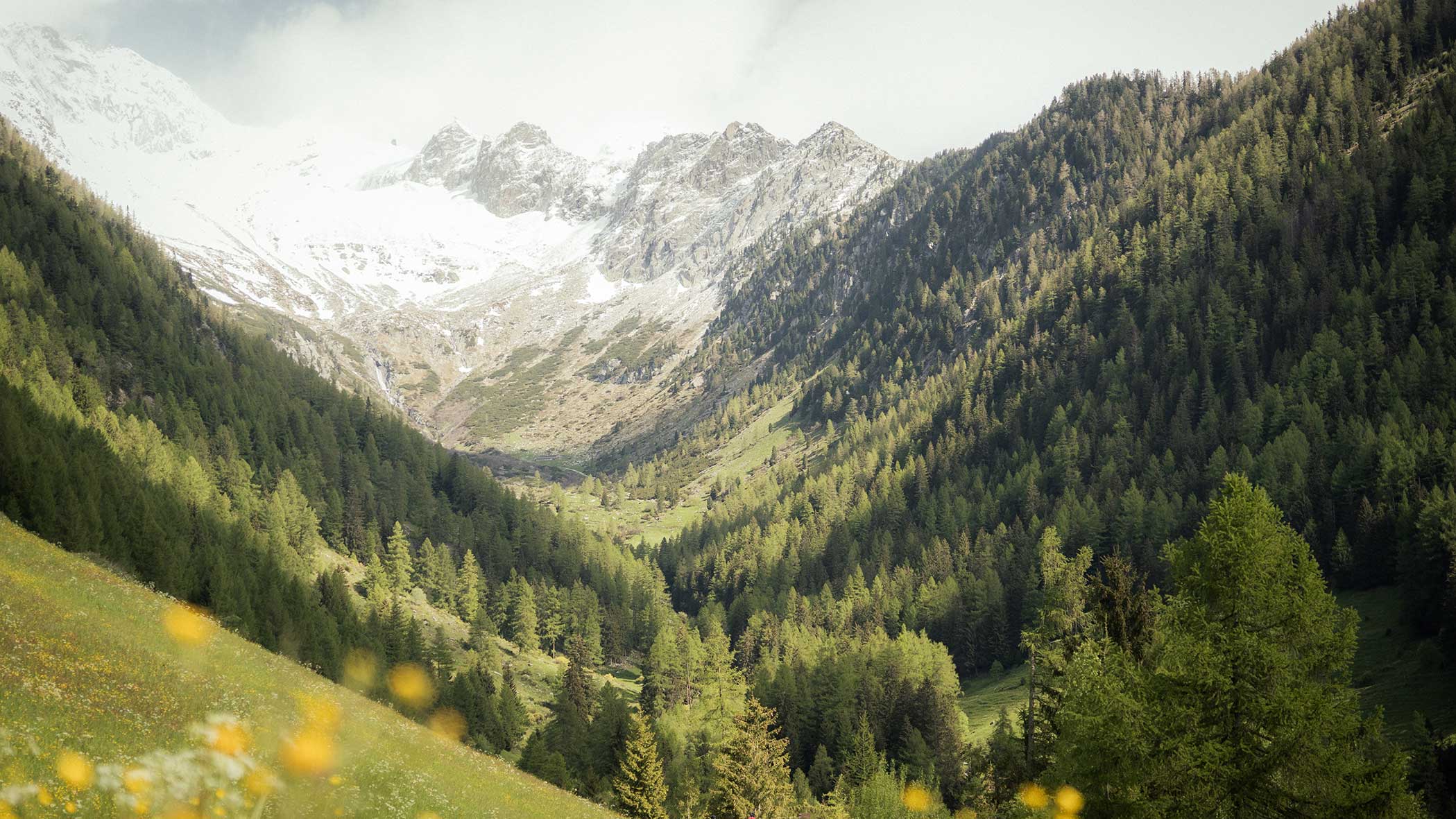 Ein grünes Tal mit dichten Kiefern, umgeben von schneebedeckten Bergen unter einem wolkenverhangenen Himmel. - Apartments & Chalet Selm