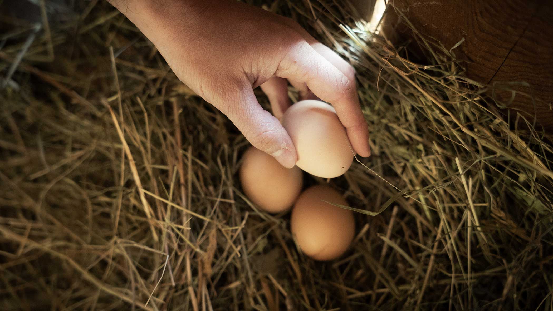 Eine Hand hebt ein braunes Ei aus einem Strohnest mit drei anderen braunen Eiern auf. - Apartments & Chalet Selm