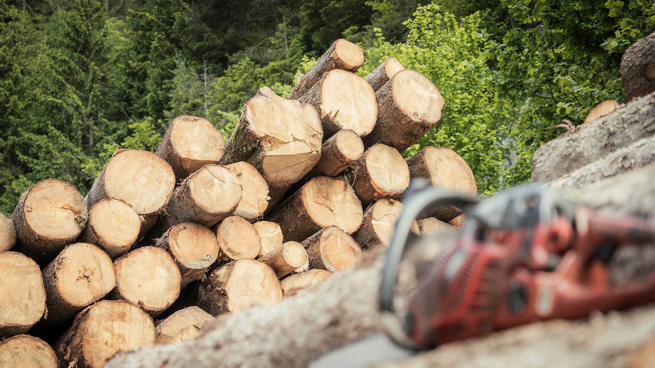 Gestapelte Baumstämme auf einer Waldlichtung mit einer verschwommenen Kettensäge im Vordergrund. - Apartments & Chalet Selm