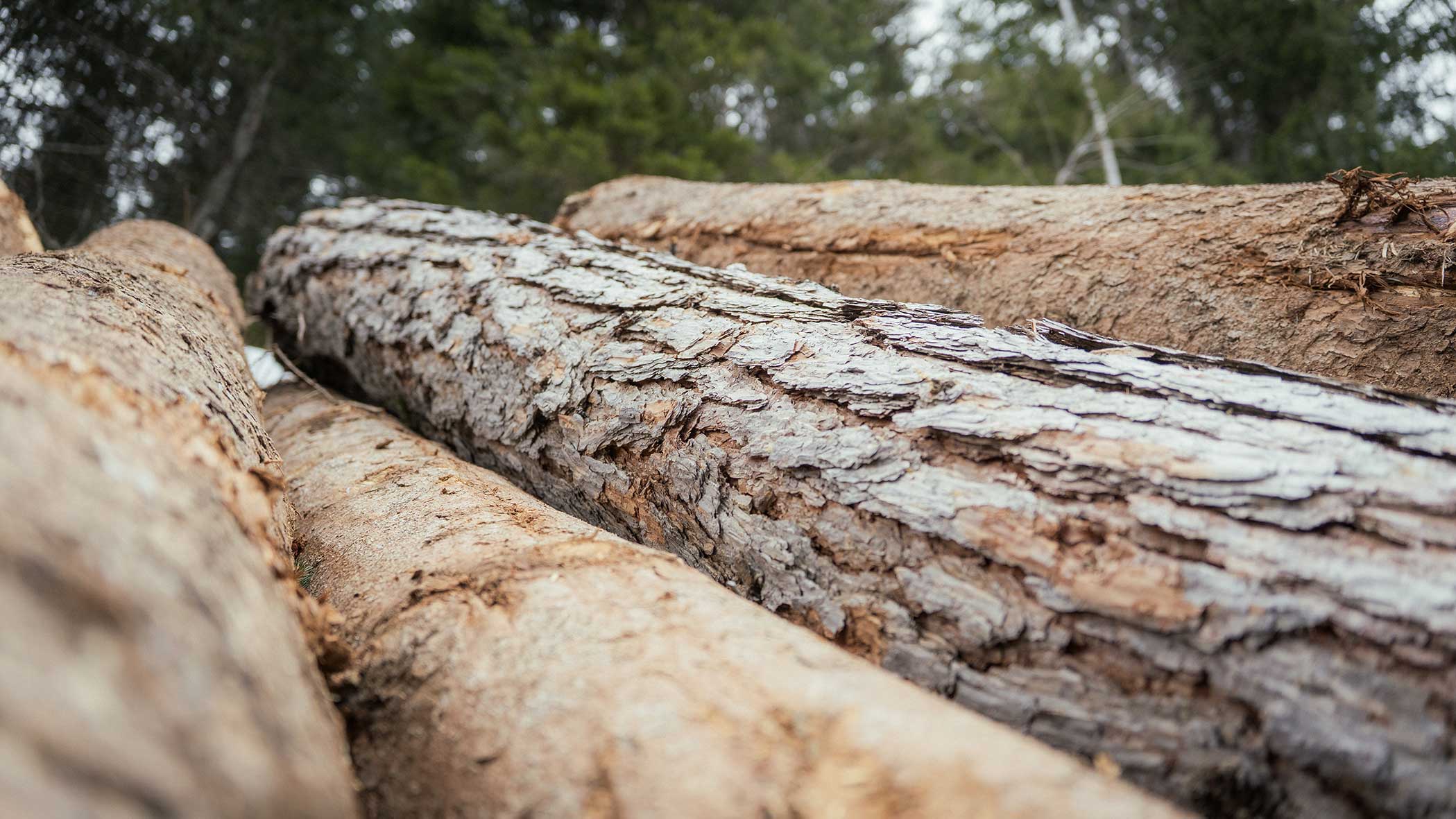 Nahaufnahme von mehreren im Freien gestapelten Baumstämmen mit rauer Rinde, mit Bäumen im Hintergrund. - Apartments & Chalet Selm